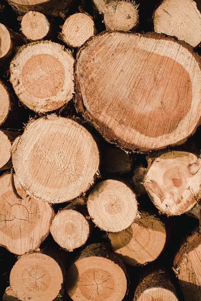 Tartak – Źródło Wyjątkowego Drewna: Kreuj Z Zapałem i Wytrzymałością.